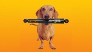 Imagem da matéria: Hora do Reclame: como o cachorro da Cofap virou nome de raça